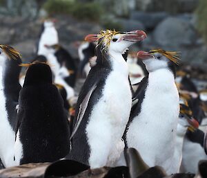 Royal penguin with scruffy head feathers