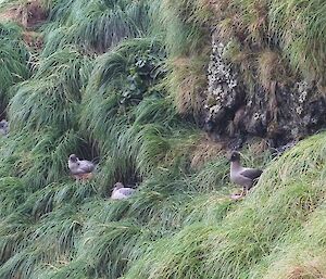 Three light mantled albatross chicks loose their down and develop adult plumage