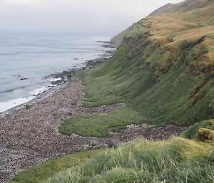 Lusitania Bay - the largest King penguin colony on Macca, with hundreds of birds on the foreshore