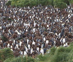 Hundreds of fluffy brown chicks stand in a colony amongst adult King penguins