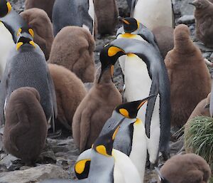 A King penguin chick receiving regurgitated food