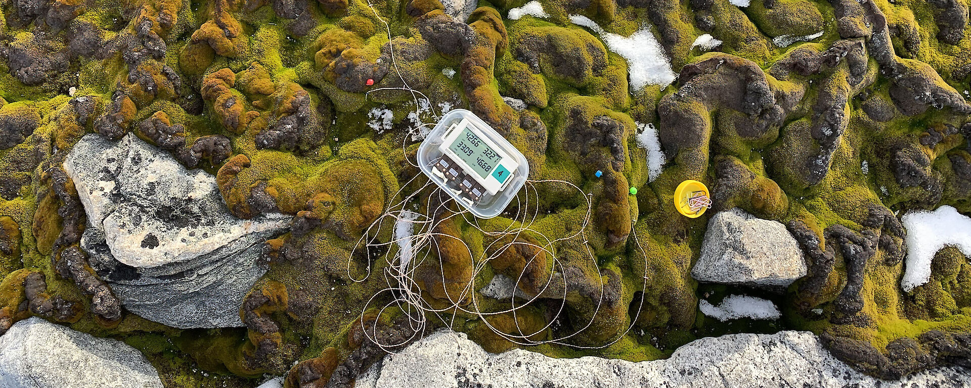 A bumpy Antarctic moss bed with wires and a device on it