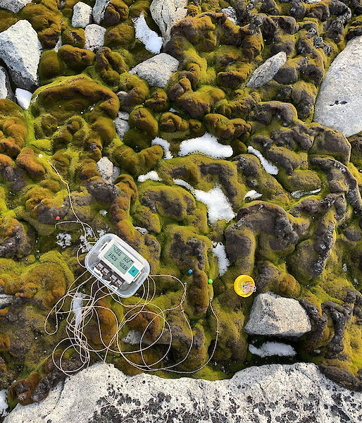 A bumpy Antarctic moss bed with wires and a device on it