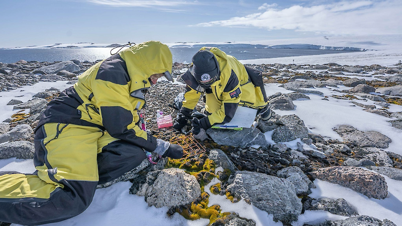 Two women in yellow jackets sit on the ground examining Antarctic moss