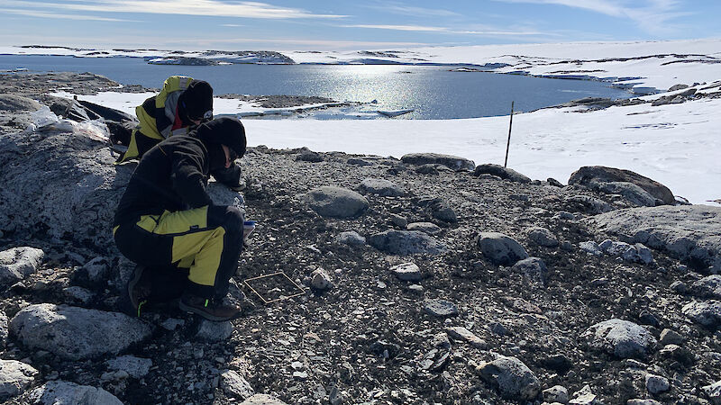 A woman sits on a rock staring at a small patch of moss on the ground with a bay and the hills of Antarctica behind her