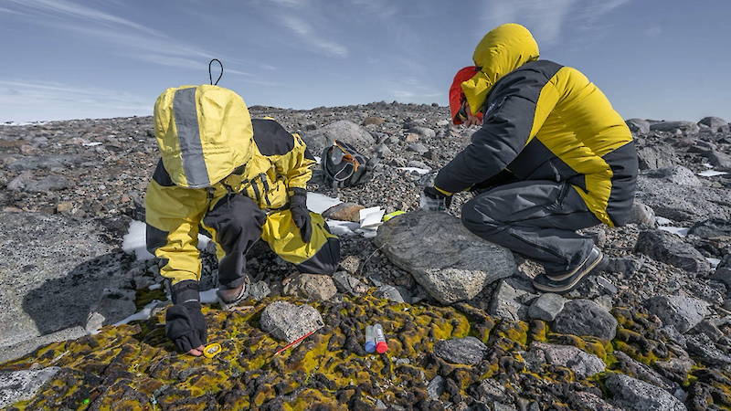 Two women in yellow coats sit on the ground. They are placing wire sensors into Antarctic moss beds.
