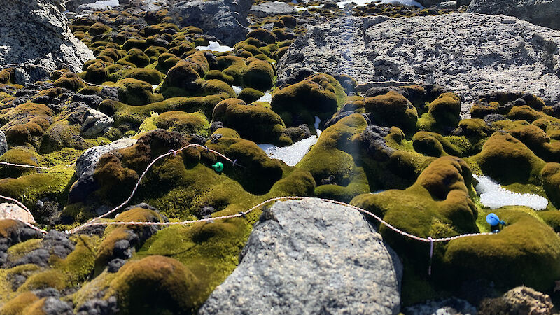 Antarctic moss beds with wires attached. in the distance there is a bay with ice cliffs.