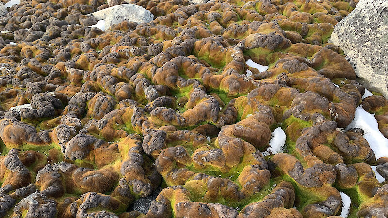 A close up of Antarctic moss. It has a bumpy tube like pattern.