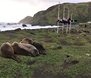 Seals rest on the foreshore with four flag poles flying flags at half mast