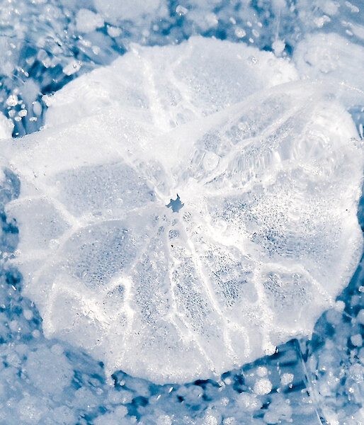Bubble of air trapped in the frozen ground looks like a white pancake against the blue ice