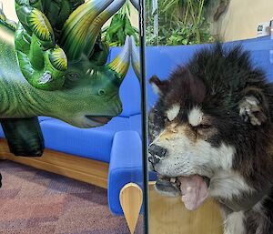 Inflatable triceratops toy tries to talk to taxidermy husky in glass cabinet