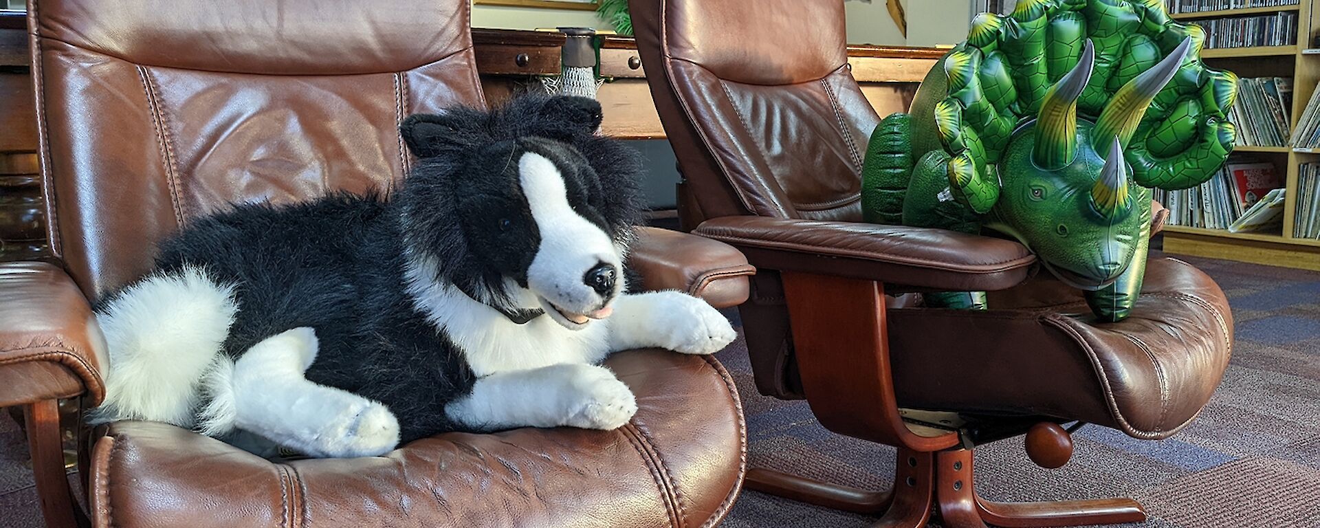 Inflatable triceratops toy and stuffed border collie toy sit beside each other on leather arm chairs