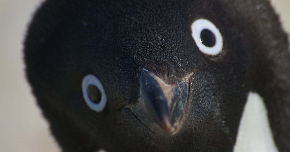 Penguin heaven: multi-decade science reveals secret lives of Adélies