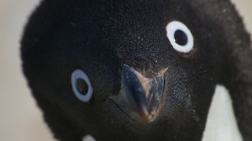 Close-up of an Adélie penguin’s face, lookng directly at the camera
