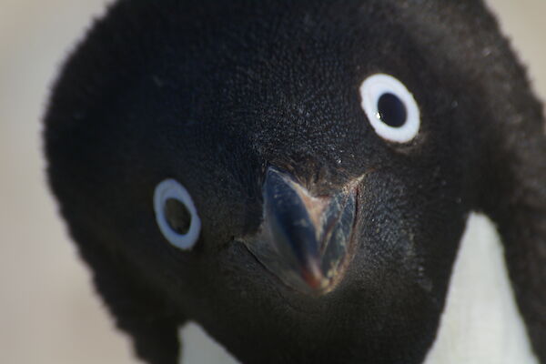 Close-up of an Adélie penguin’s face, lookng directly at the camera