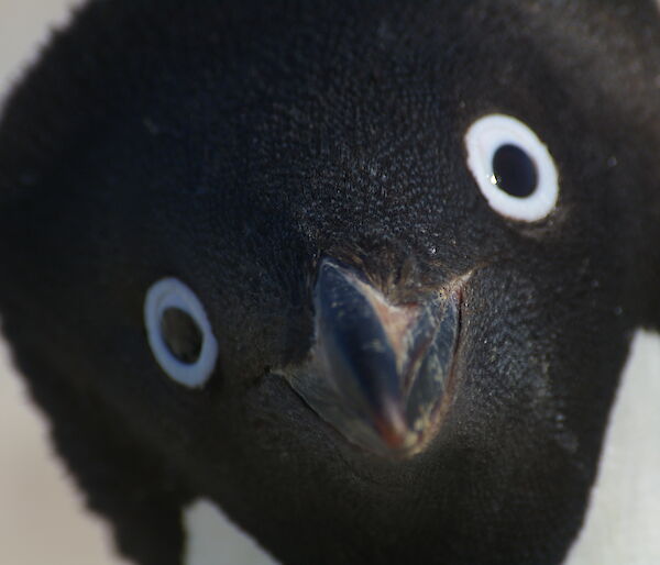Close-up of an Adélie penguin’s face, lookng directly at the camera