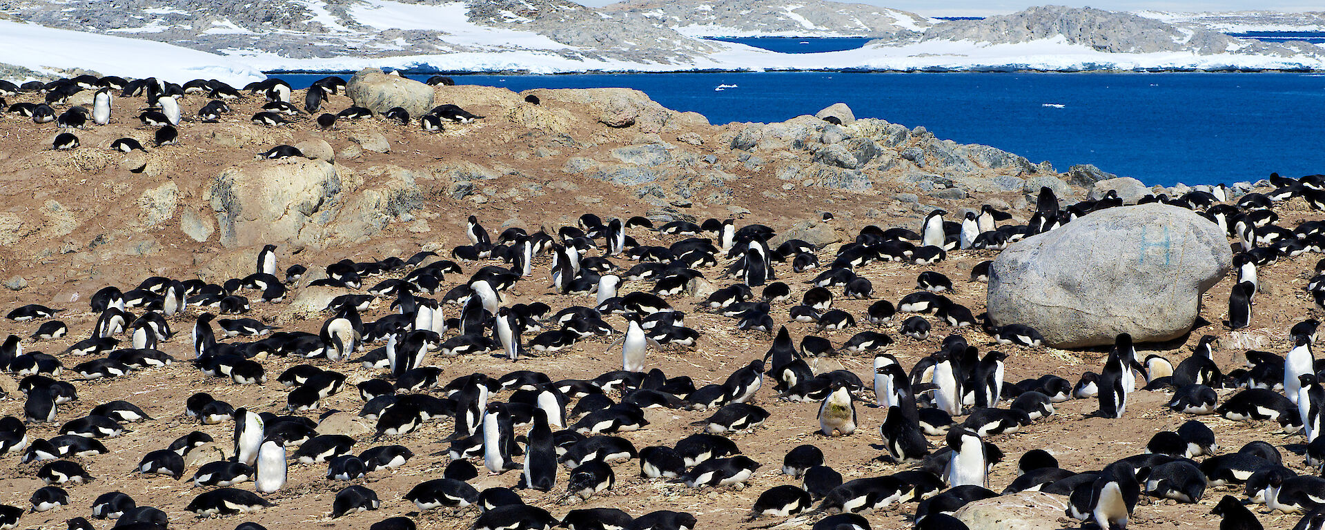 Many penguins on rocky shore with ice in distance
