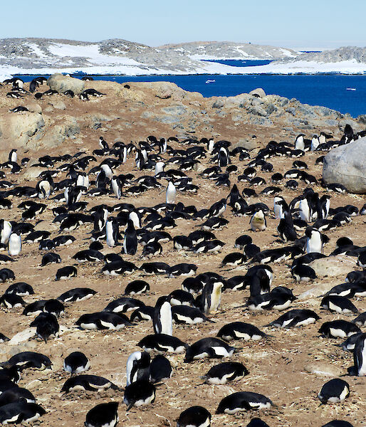 Many penguins on rocky shore with ice in distance