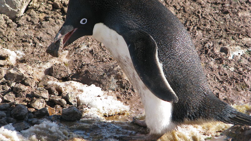 Penguin with small rock in beak