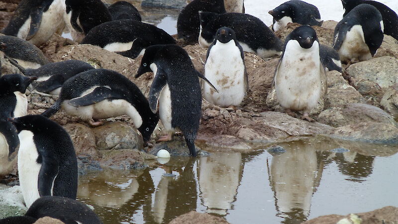 Adélie penguins nesting in the rocks with egg floating in puddle