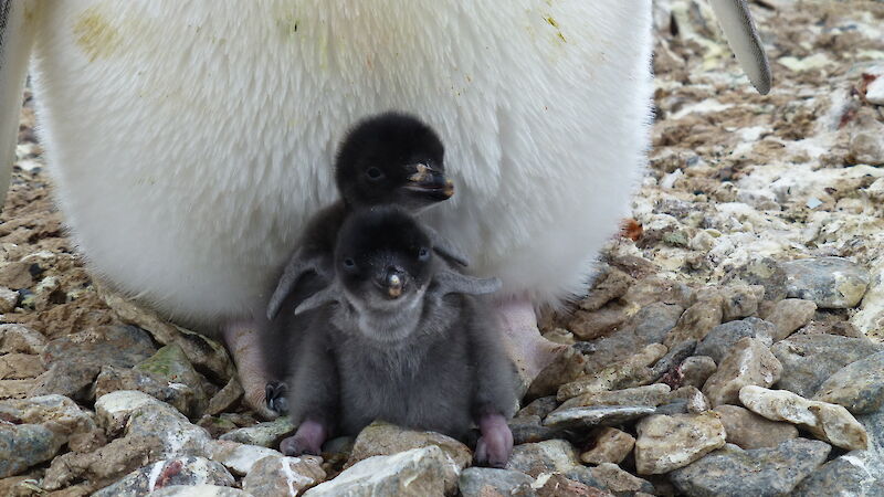 Small penguin chicks at feet of adult