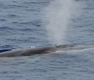 fin whale with plume of water vapour from it blowhole