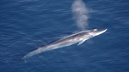 aerial view of fin whale surfacing