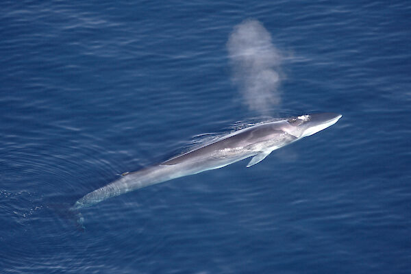 aerial view of fin whale surfacing