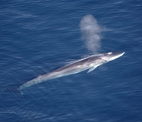 aerial view of fin whale surfacing