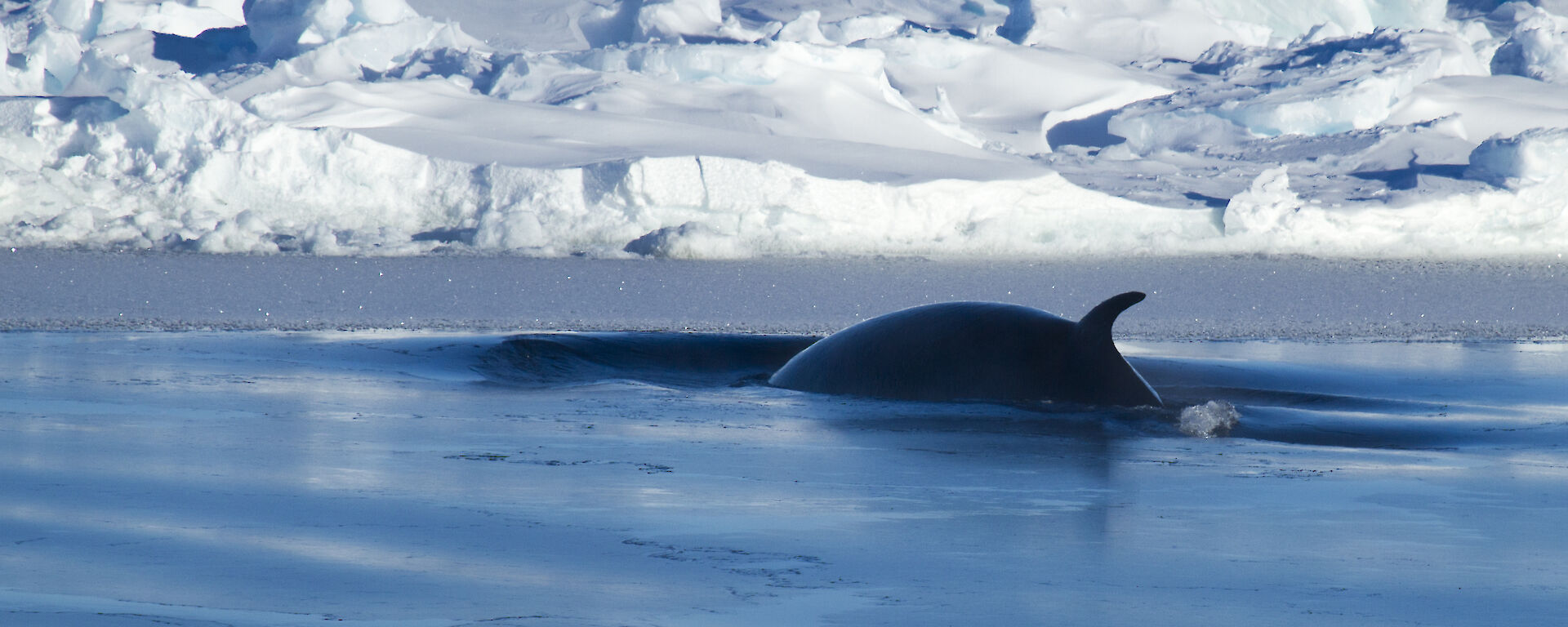 dorsal fin of whale with ice in background
