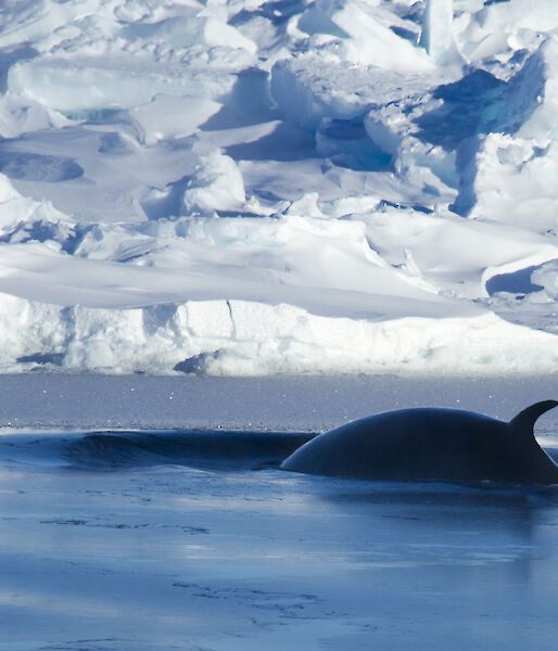 dorsal fin of whale with ice in background