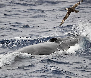 blowhole of a whale visible at surface of water with seabird overhead