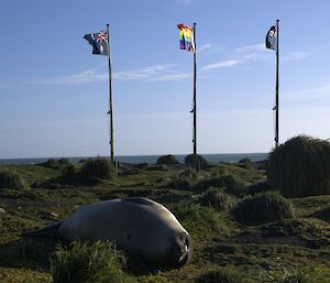 A seal lies in on grassy tussocks in front of three flag poles, one featuring the pride flag