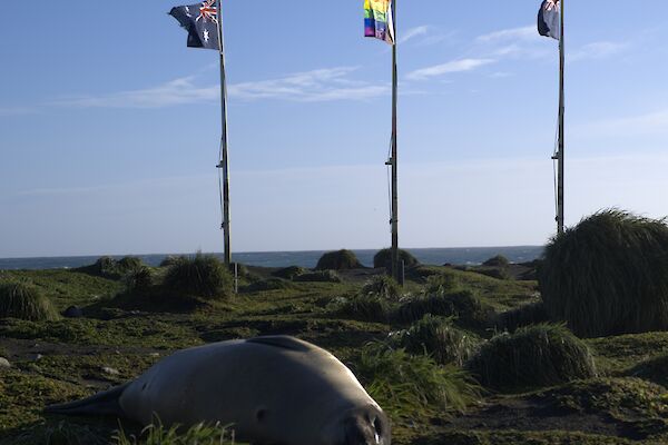 A seal lies in on grassy tussocks in front of three flag poles, one featuring the pride flag