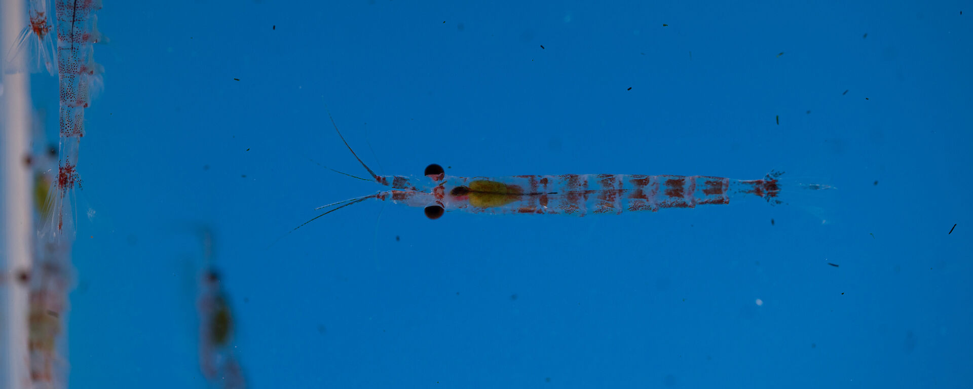 Antarctic krill