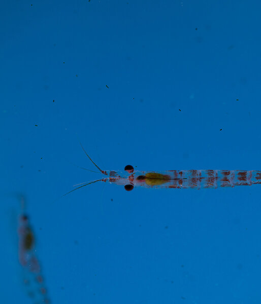 Antarctic krill