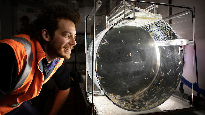 A man smiles as he looks at a glass aquarium filled with krill