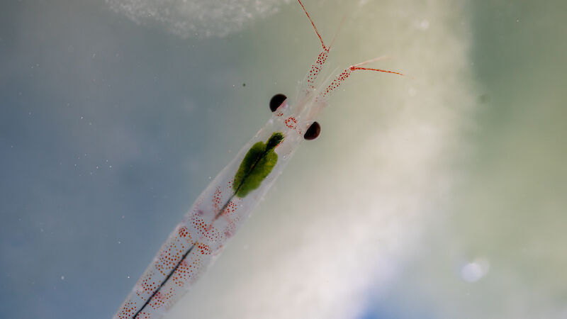 An antarctic krill swims with ice behind it