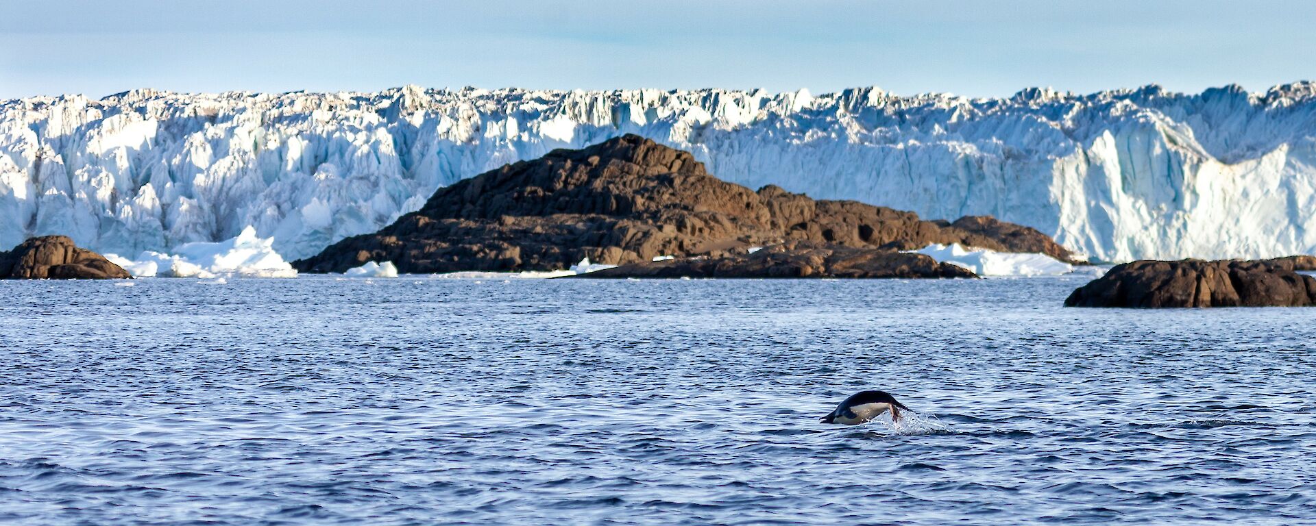 A penguin jumping out of the water in front of a rocky shoreline