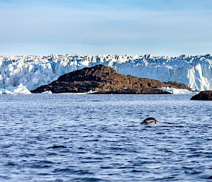 A penguin jumping out of the water in front of a rocky shoreline