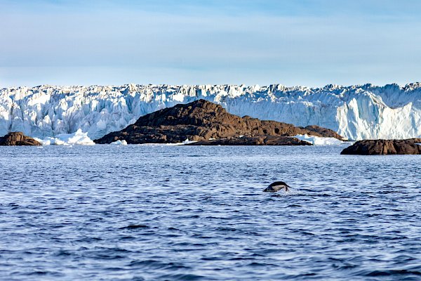A penguin jumping out of the water in front of a rocky shoreline