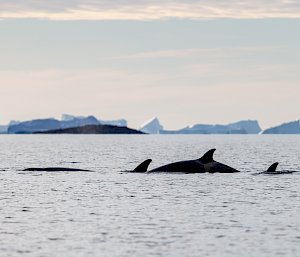 3 killer whale fins showing above the water line with icebergs in the background