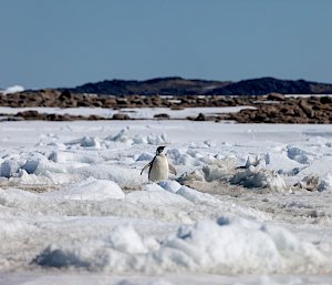 A solo penguin wandering on the ice