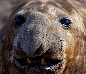A close up of the face of an elephant seal