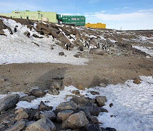 A group of penguins out the front of Davis station