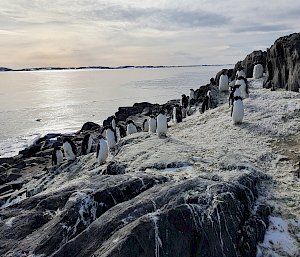 A group of penguins surrounded by rocks and water