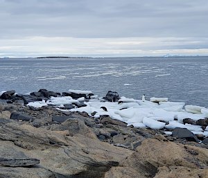 Penguins on some ice between rocks and water