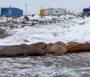 A group of elephant seals laying in the dirt and snow with some buildings in the background