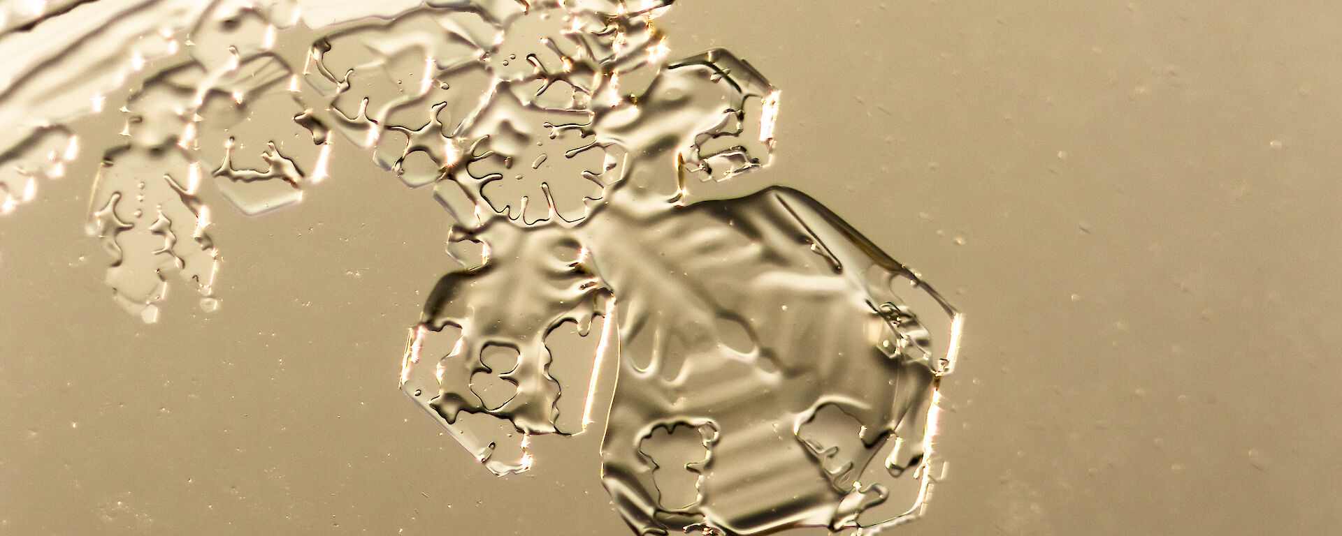 A magnified photo of ice crystals formed on a window, zoomed in on the hexagonal structure of an individual 'lobe' at the end of a branch