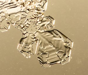 A magnified photo of ice crystals formed on a window, zoomed in on the hexagonal structure of an individual 'lobe' at the end of a branch